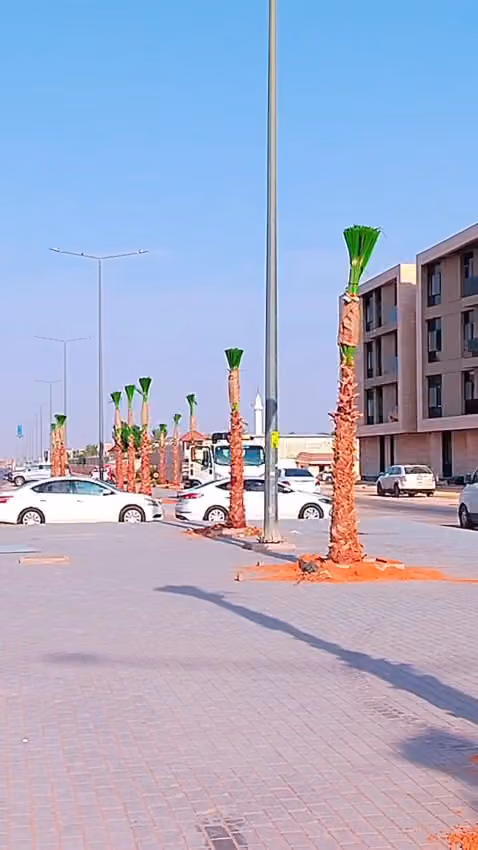 نخيل نخل واشنطن للبيع