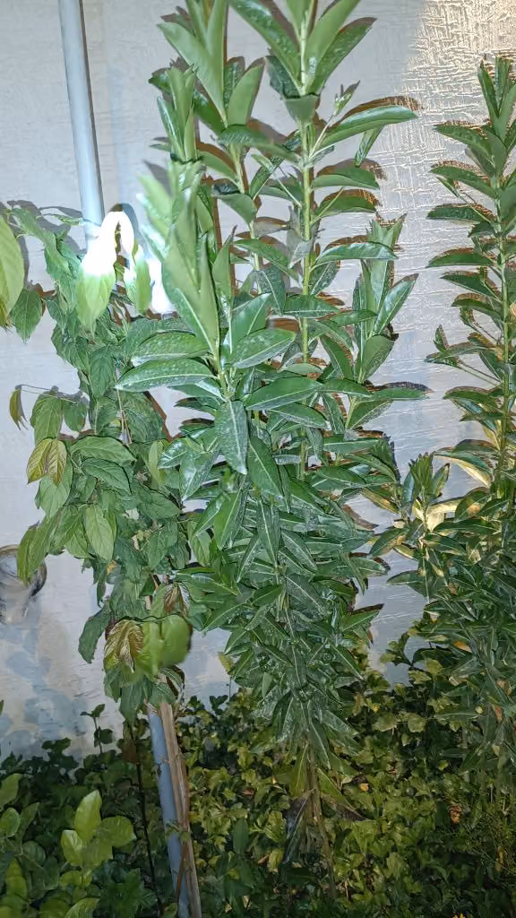 نخيل وزينة وتشجير