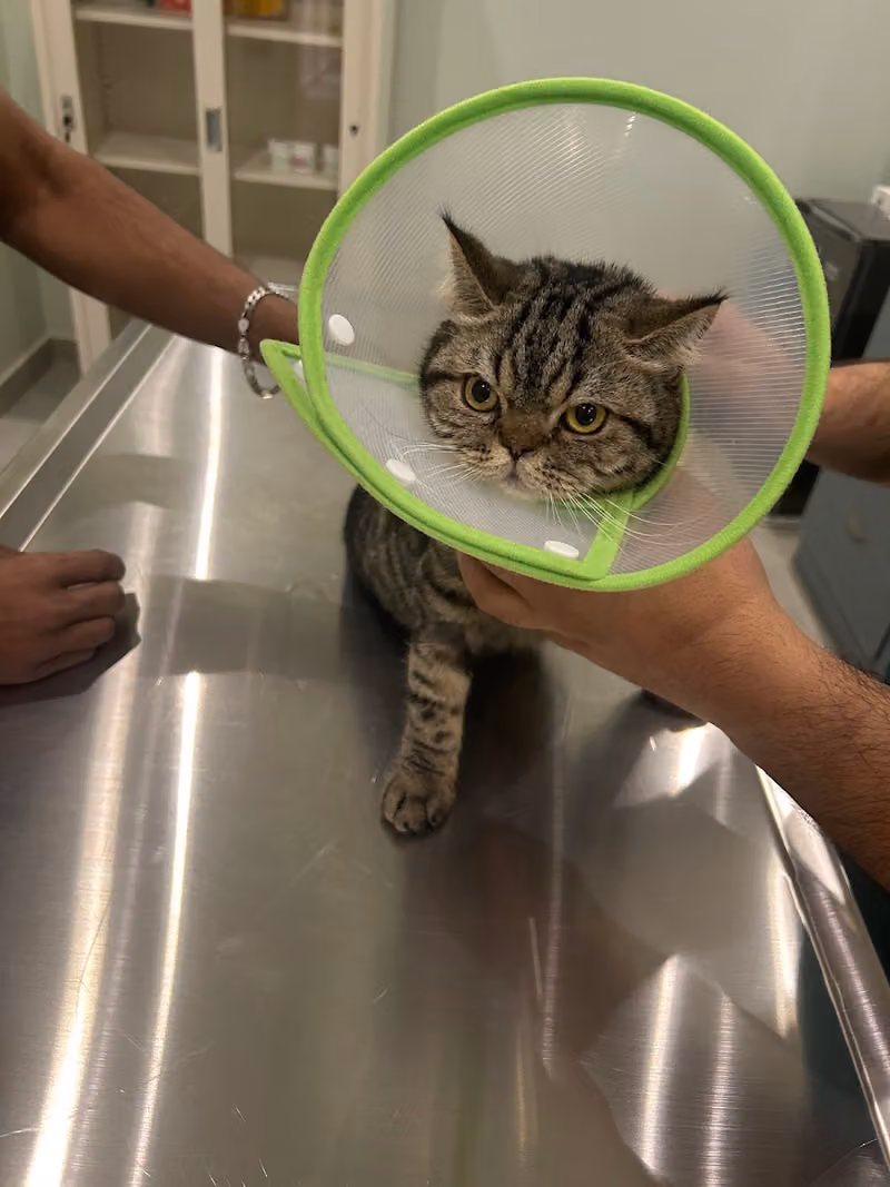 North Paws Veterinary Clinic