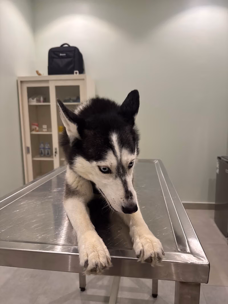 North Paws Veterinary Clinic