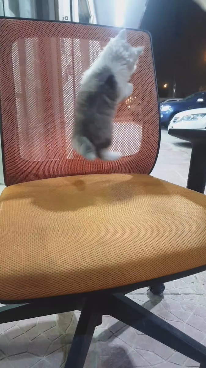 نظارات لارين فيجن