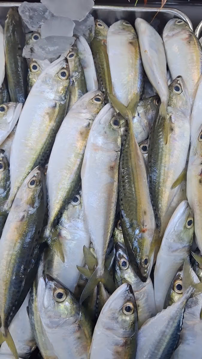 Ocean star sea foods old kalifa fisheries