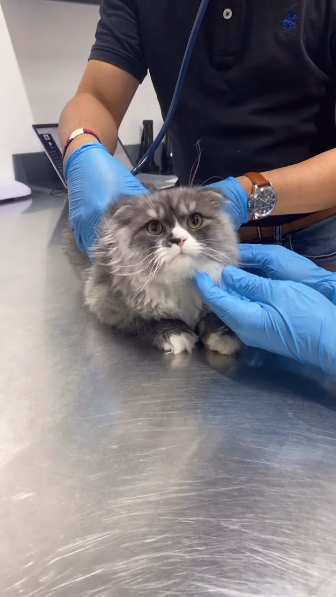Pawfect Veterinary Clinic عيادة بوفكت البيطرية
