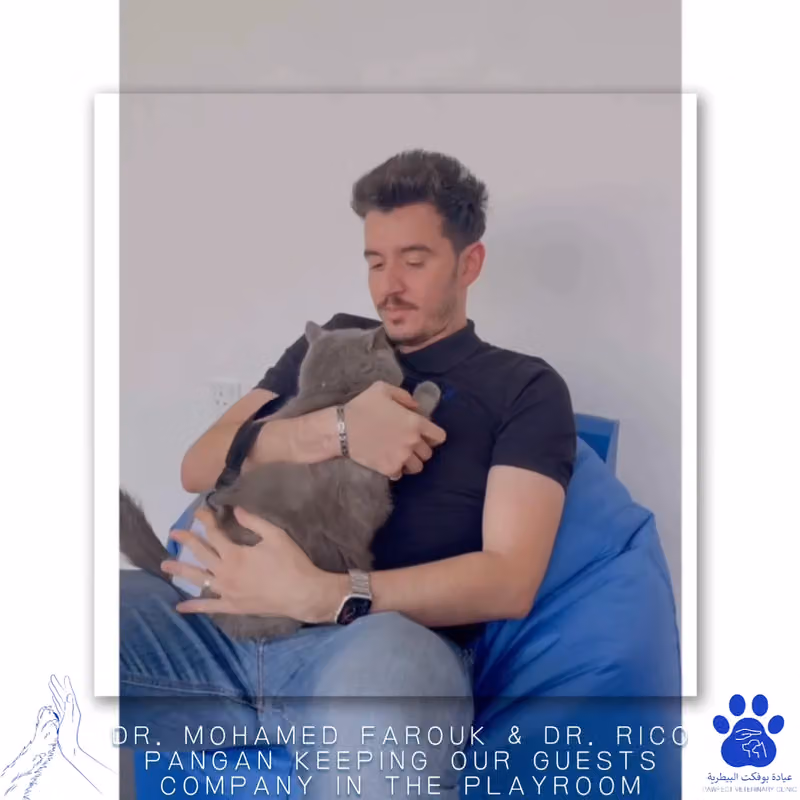 Pawfect Veterinary Clinic عيادة بوفكت البيطرية