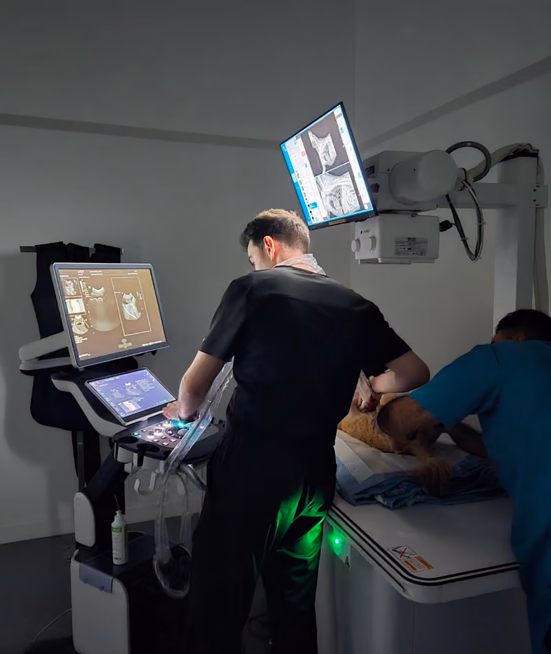 Pawfect Veterinary Clinic عيادة بوفكت البيطرية