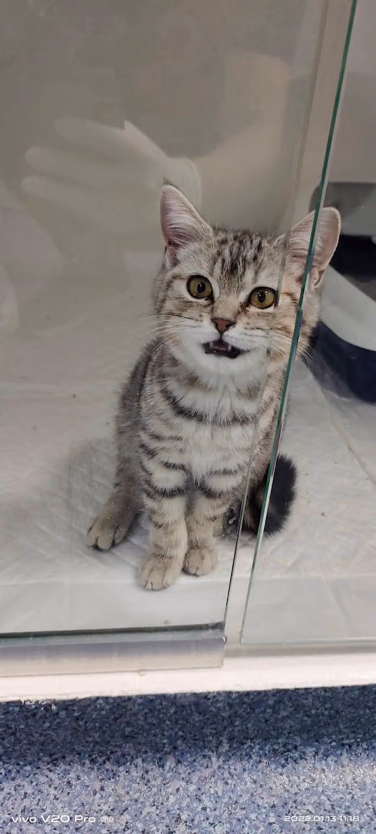 Paws and Claws عيادة بيطرية تخصصية كفوف ومخالب