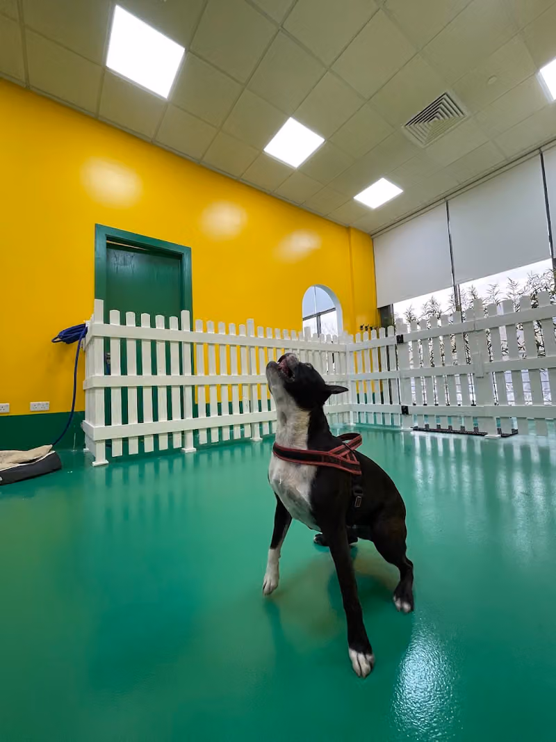 Pawsers Pet Care