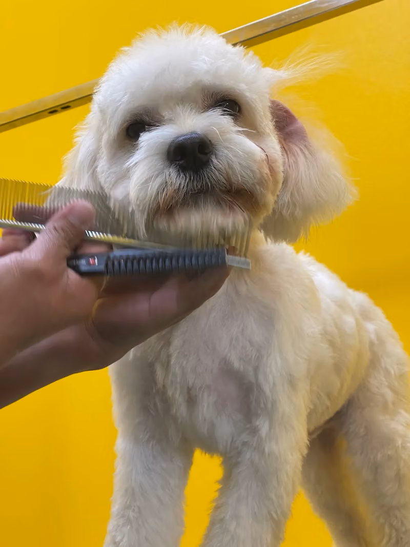 Pawsers Pet Care