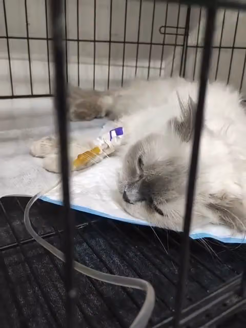 Pet Corner(YamaVet) عيادة ركن الاليف البيطرية