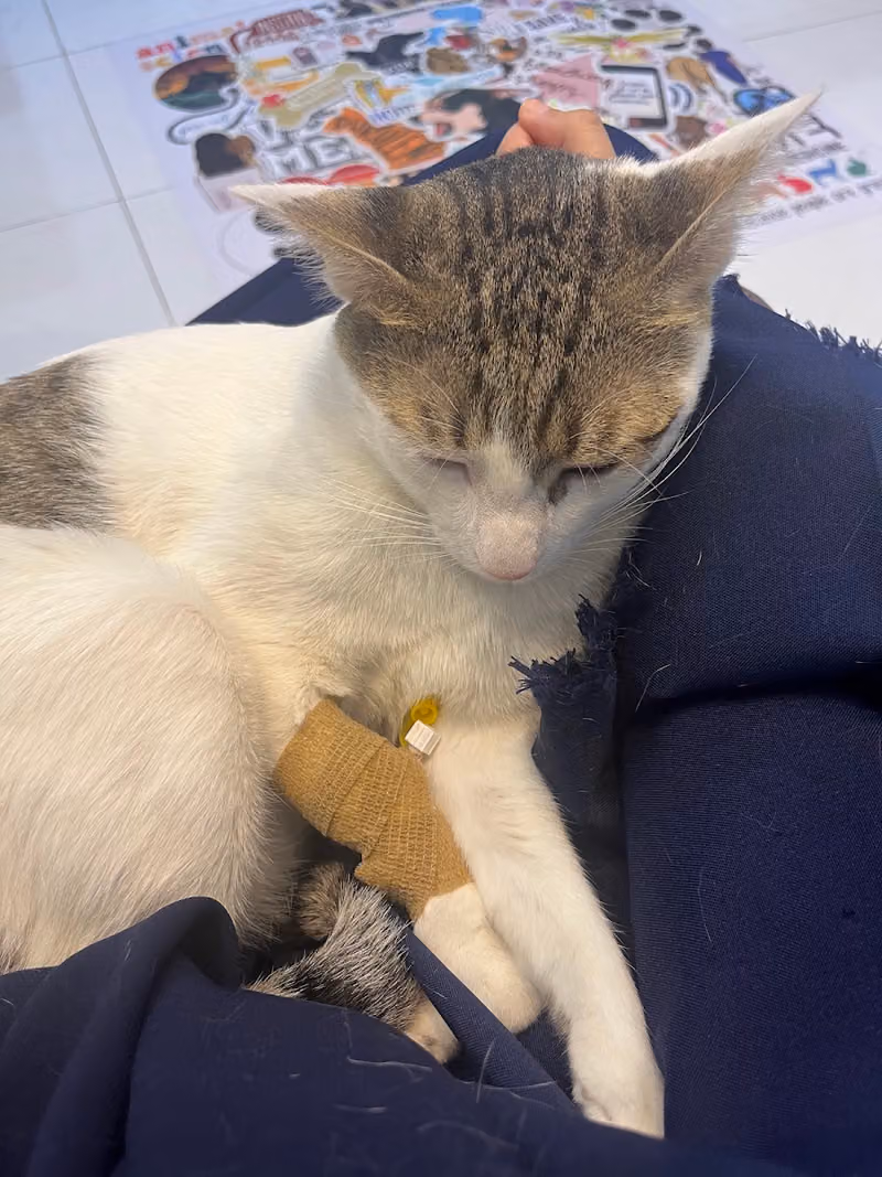 Pet Corner(YamaVet) عيادة ركن الاليف البيطرية