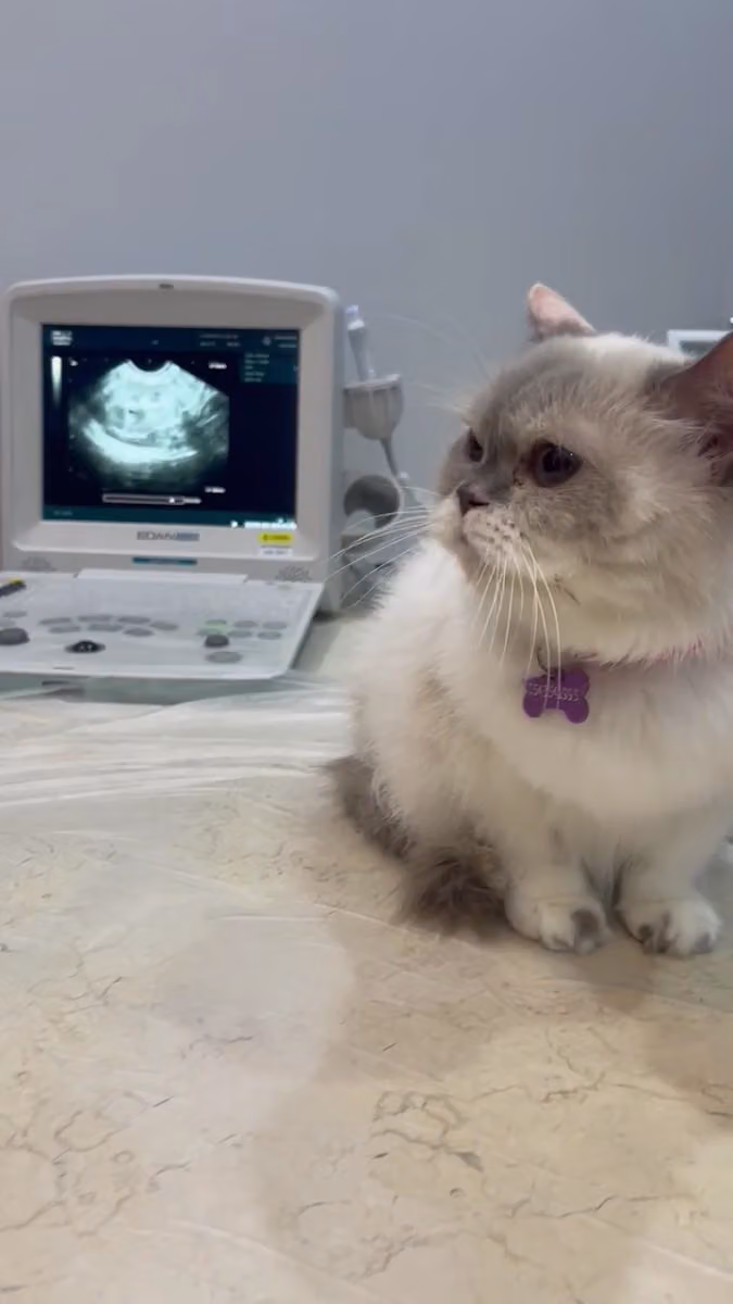 Pet Corner(YamaVet) عيادة ركن الاليف البيطرية