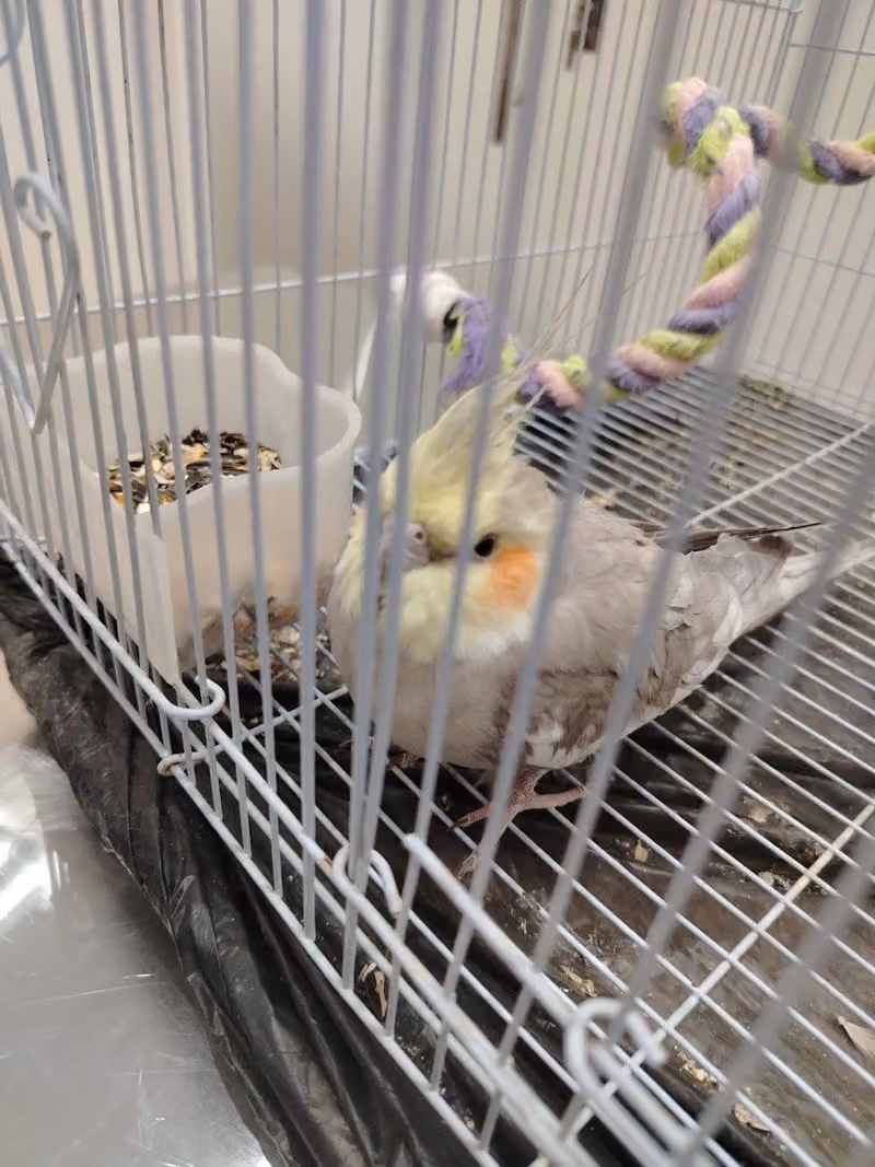 Pet friend vet clinic Riyadh - عيادة الرفيق الأليف البيطرية الرياض