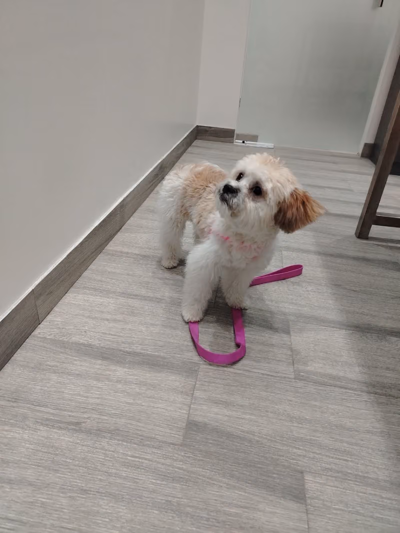 Pet friend vet clinic Riyadh - عيادة الرفيق الأليف البيطرية الرياض