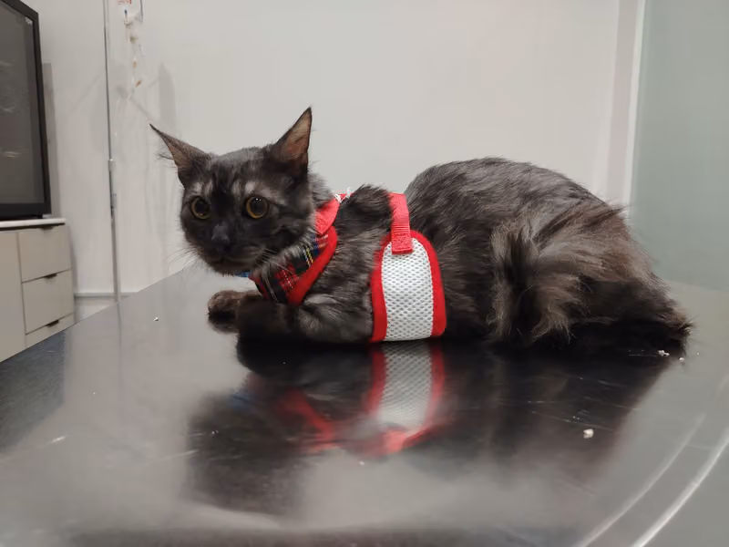 Pet friend vet clinic Riyadh - عيادة الرفيق الأليف البيطرية الرياض