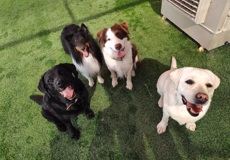 Pet Haven