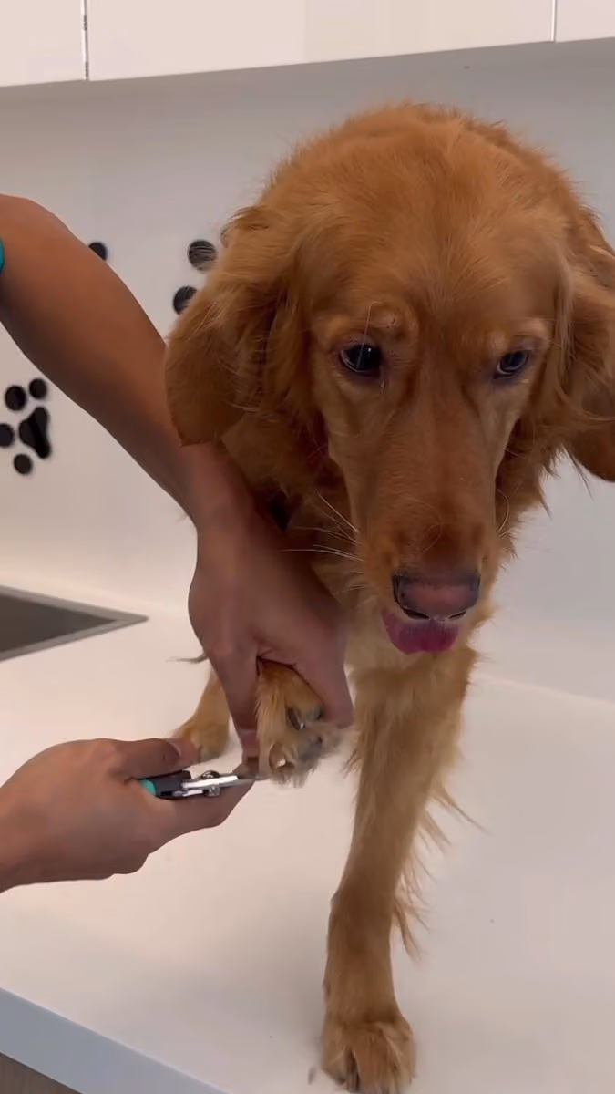 Pet Hub بت هب