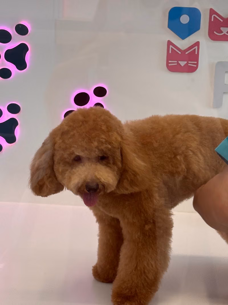 Pet Hub بت هب