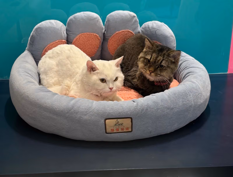 Pet Hub بت هب