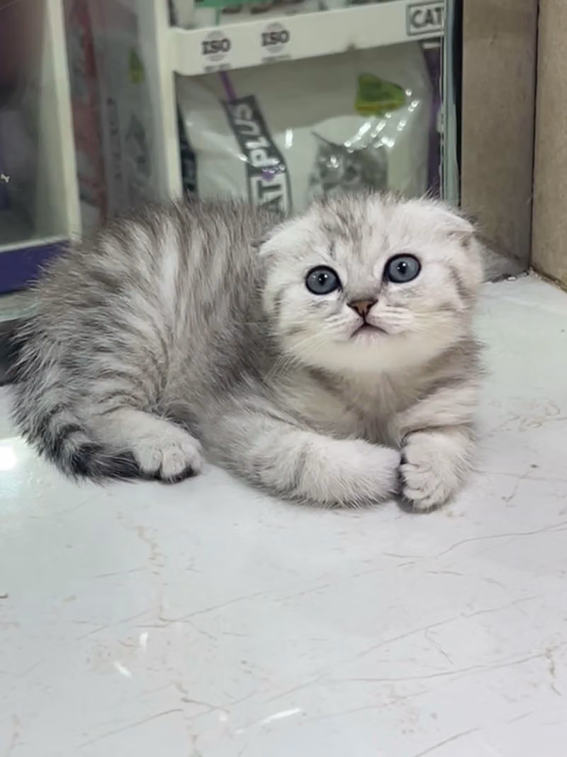Pet lovers
