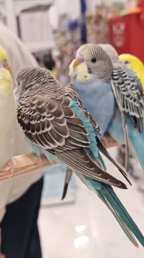 pet rest pet store