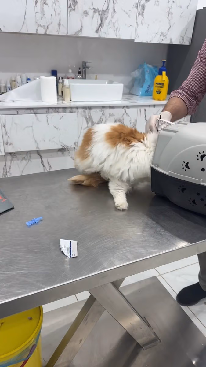 Pets Care Oasis Vet Clinic | عيادة واحة العناية البيطرية