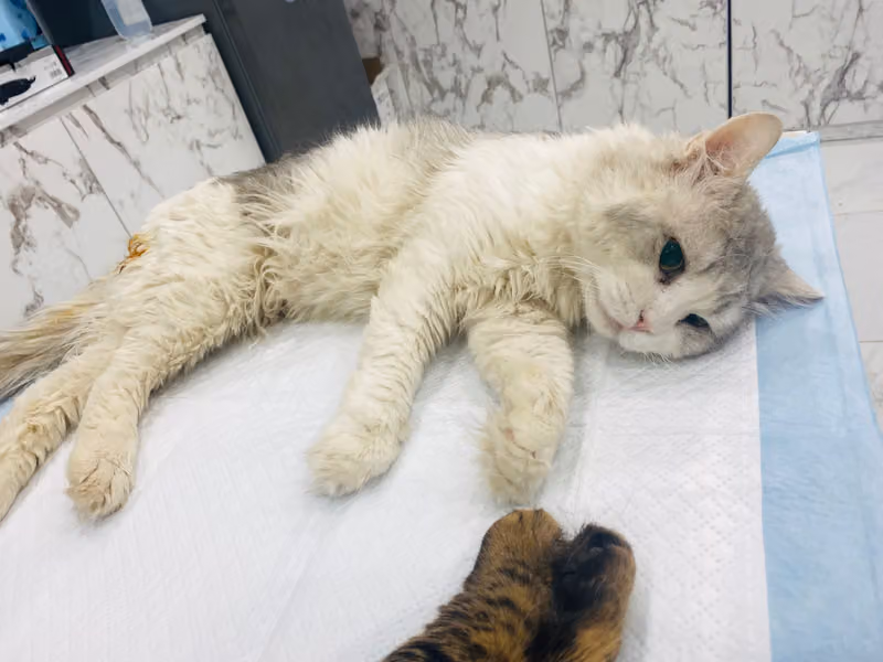 Pets Care Oasis Vet Clinic | عيادة واحة العناية البيطرية