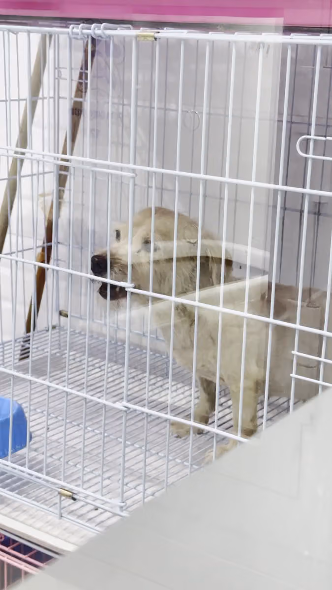 Pets Care Oasis