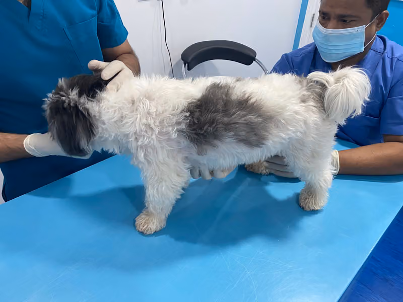 Premier Veterinary Centre مركز عيادة الرائدة البيطرية التخصصية