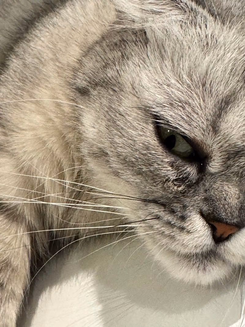 Premier Veterinary Centre مركز عيادة الرائدة البيطرية التخصصية