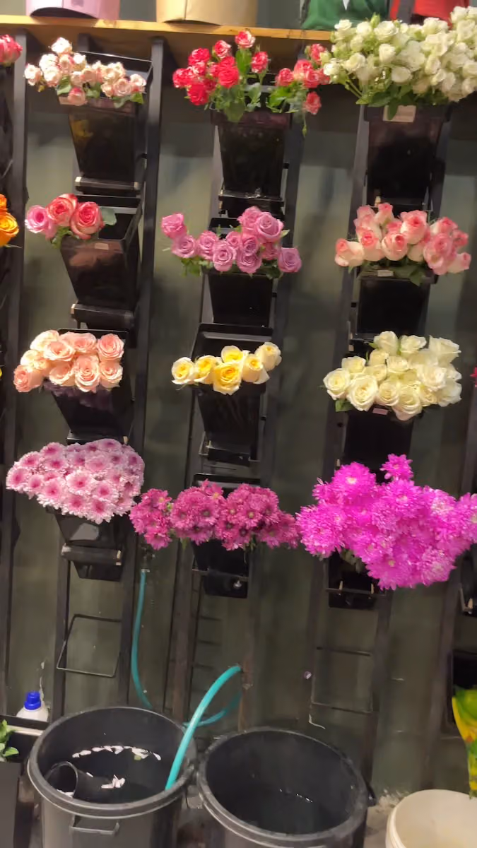 قبعة الورد Rosehat
