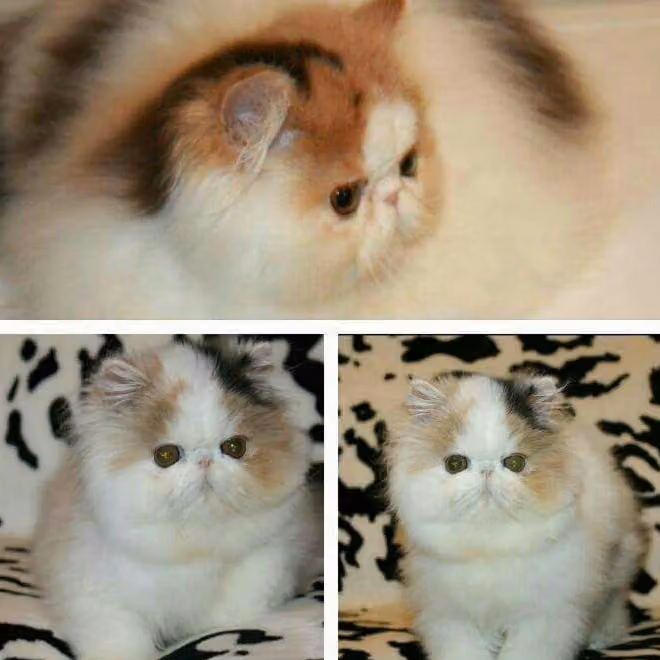 Rarirty Cattry Reg Cats