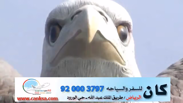 رحلات كان للسفر والسياحه