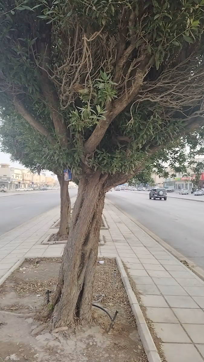 ركن الاسطورة للالكترونيات