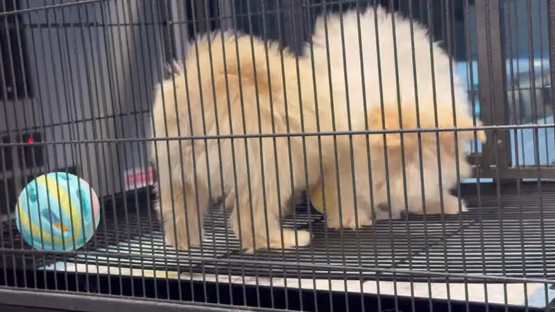 ركن الحيوان المدلل Animal care