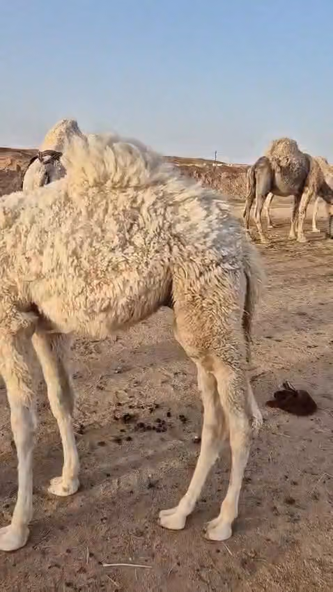 سبع أضلاع للحوم الطازجة