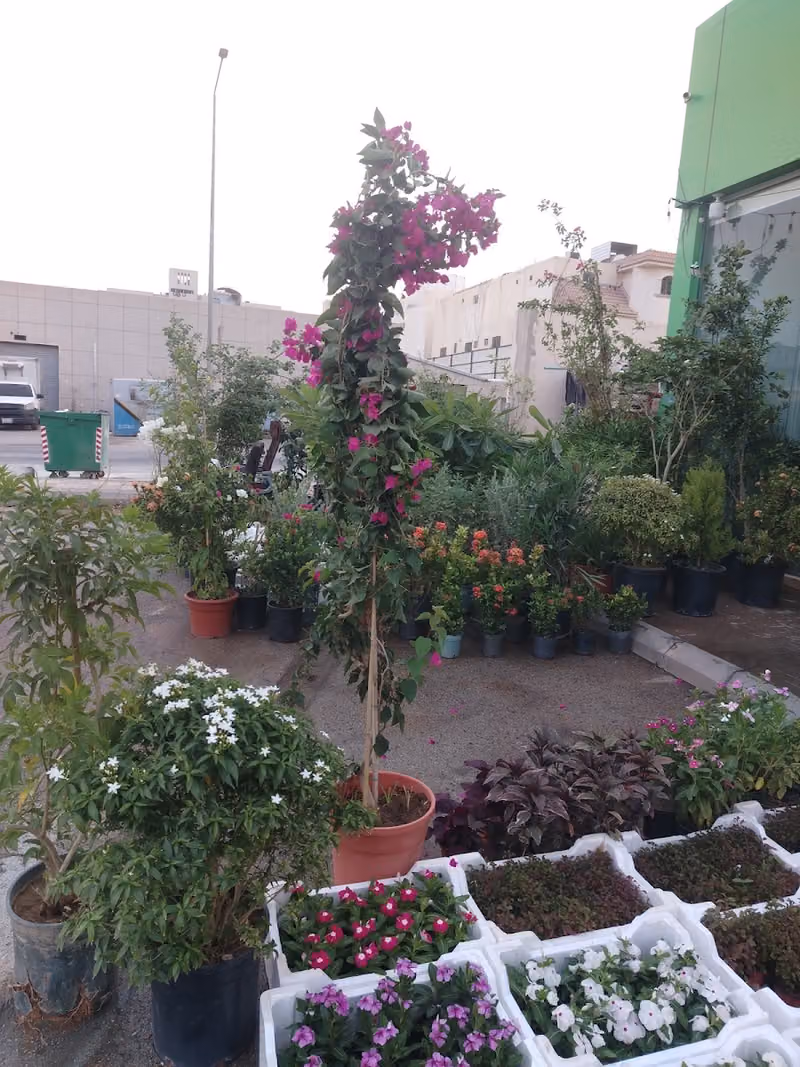 شاهي ترف