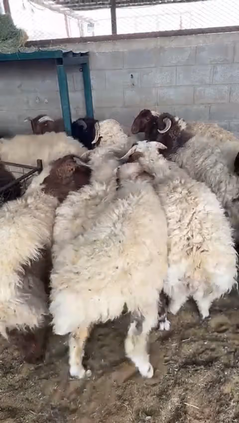شاكر للذبائح وبيع المواشي