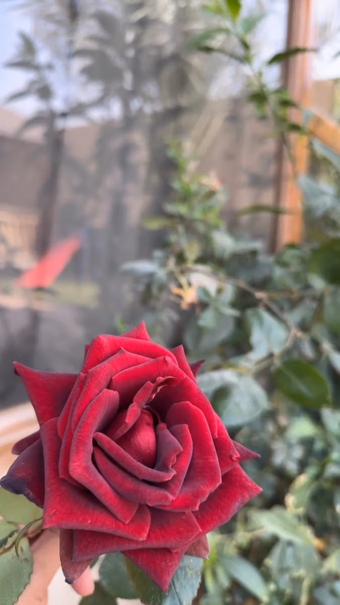 شاليه انتالا Antala chalet