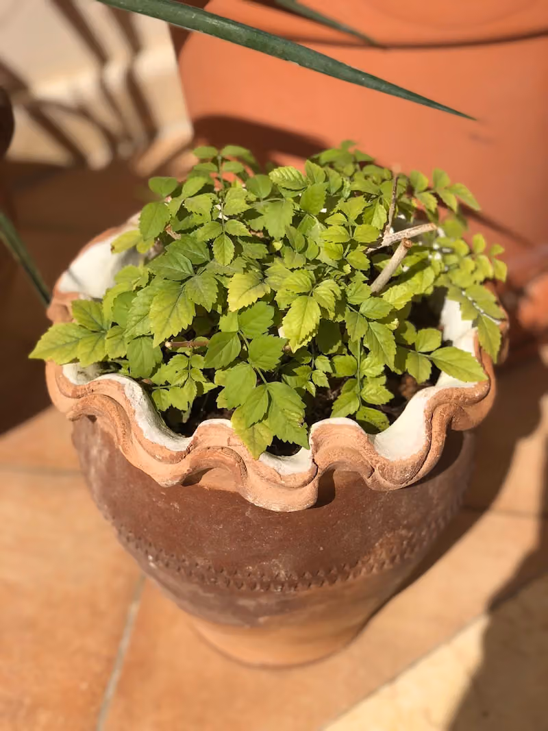 شاليهات البستان