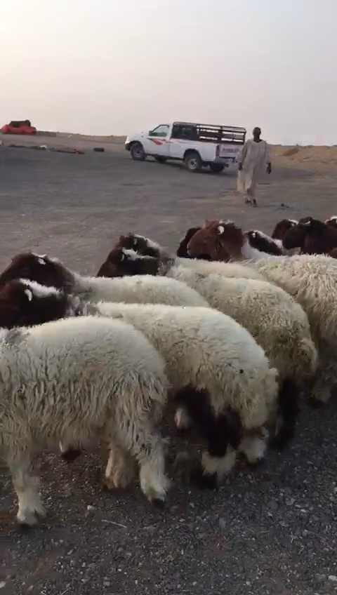 شاليهات لاقونا هلز