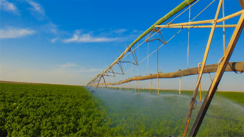 شركة لحاء للانتاج الزراعى (Leha Company For Agricultural Production)