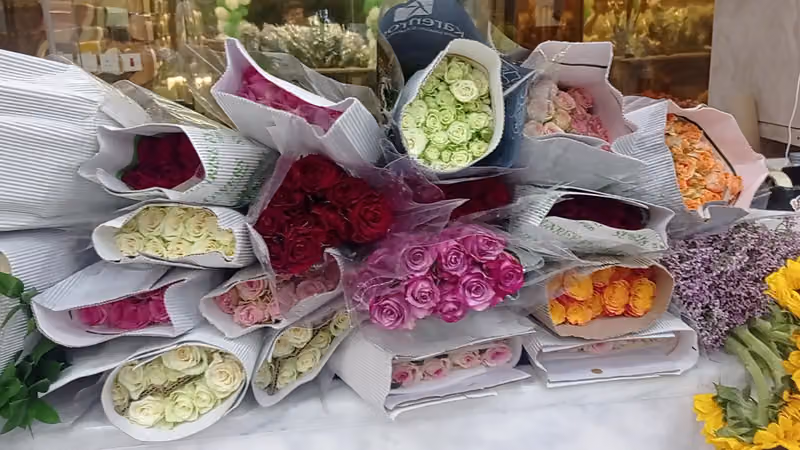 شركة مزيج النباتات للتجارة