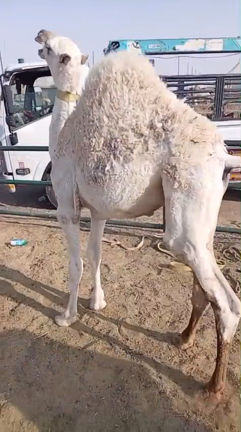 شركة سلة لحمتي للحوم