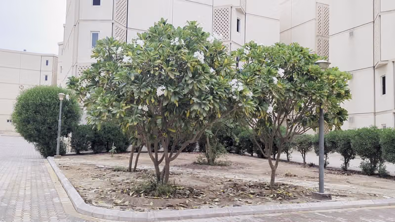 سكن الطلاب