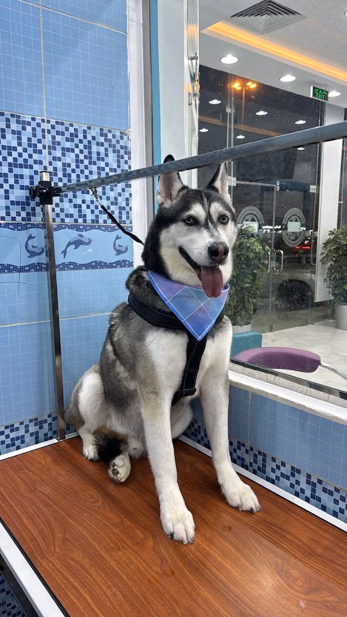 Specialized Veterinary Clinics Centers SVCC مراكز العيادات البيطرية التخصصية