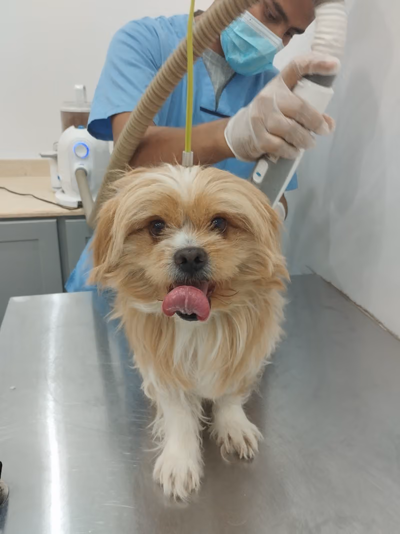 Super care Veterinary clinic عيادة الاهتمام الفائق البيطرية