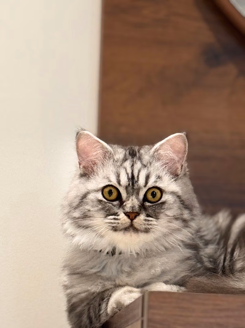 Super care Veterinary clinic عيادة الاهتمام الفائق البيطرية