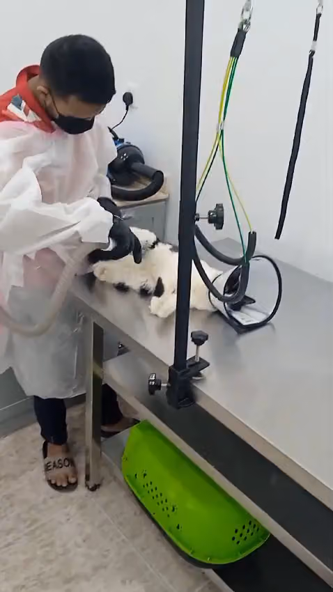 Super care Veterinary clinic عيادة الاهتمام الفائق البيطرية