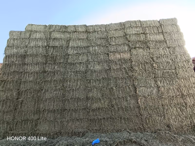 سوق العلف