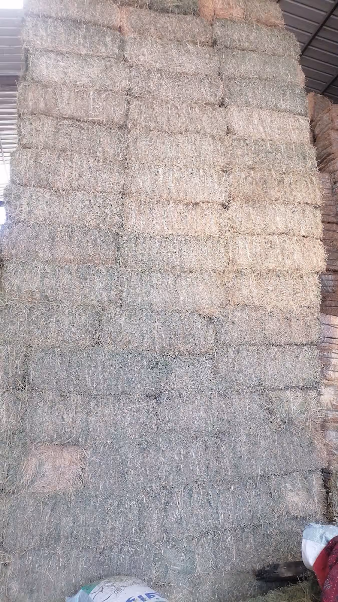 سوق البرسيم الاعلاف بالجملة